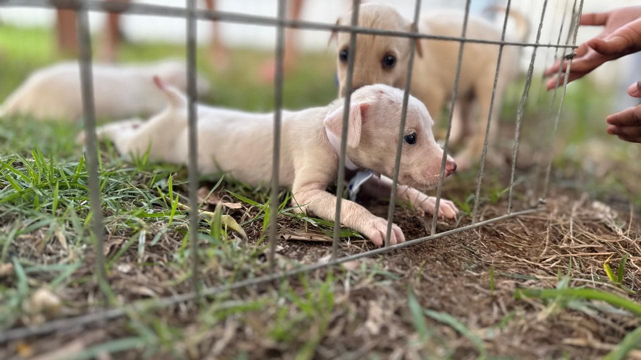 Cães e gatos resgatados aguardam adoção em espaço preparado para a feira, que será realizada no Parque da Cidade, em Porto Velho.